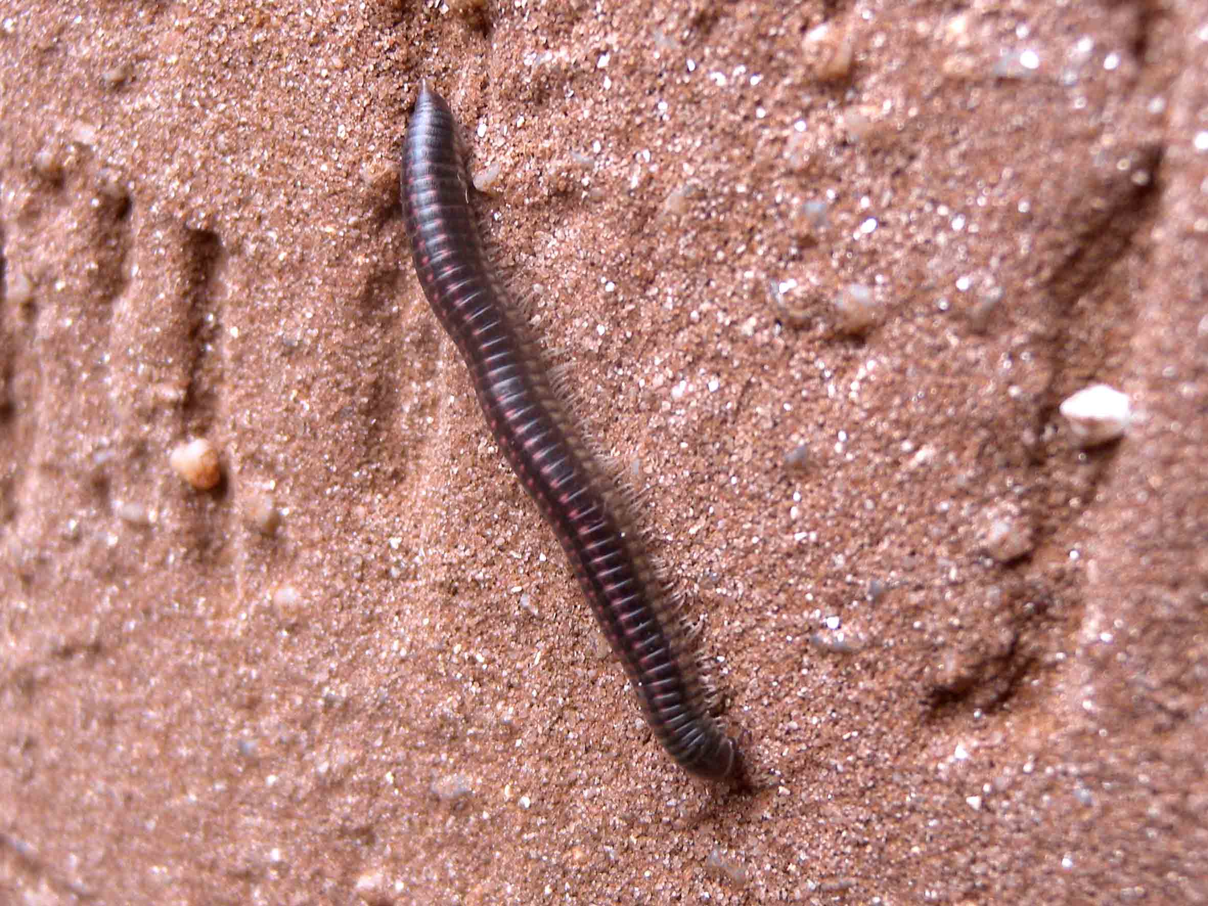 Identificazione iulidae